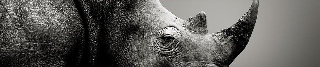 Rinoceronte Agencia Digital cover
